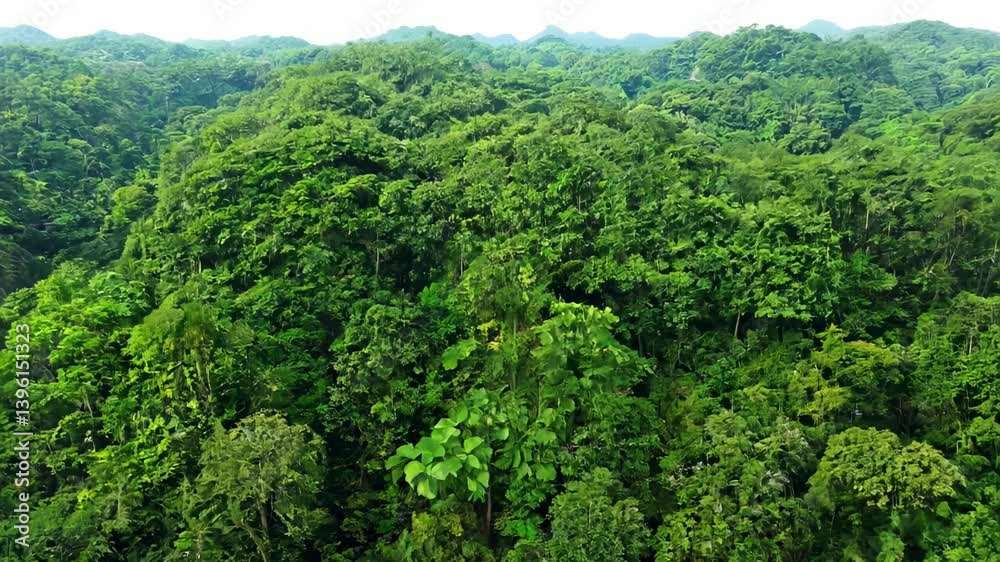 Lush green forest landscape with dense vegetation and distant mountains under a bright sky. Lush green forest landscape with dense vegetation and distant mountains under a bright sky.