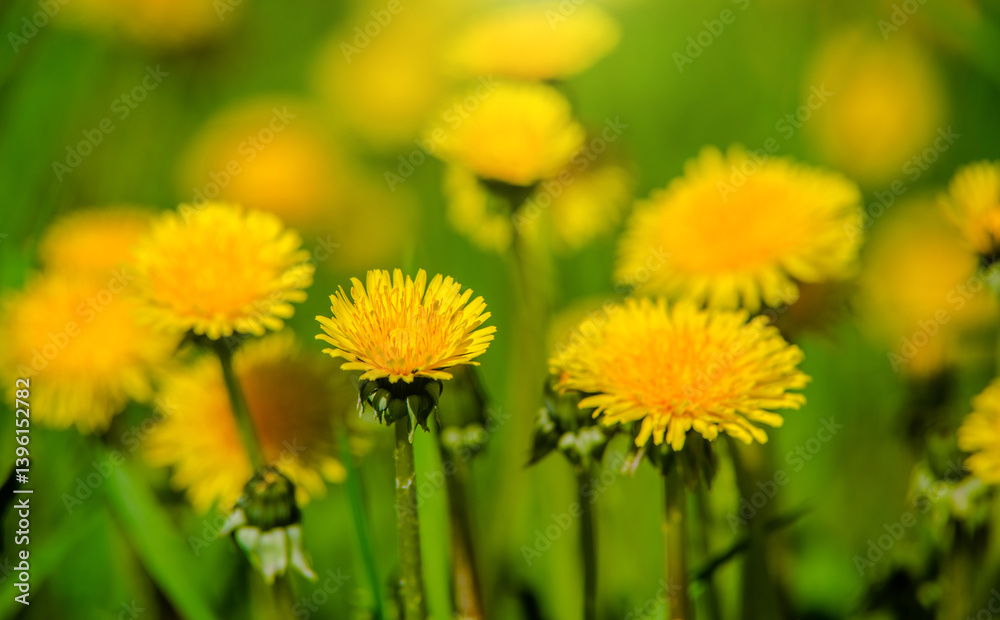 Yellow dandelions blooming on grass background
Yellow dandelions blooming on grass background