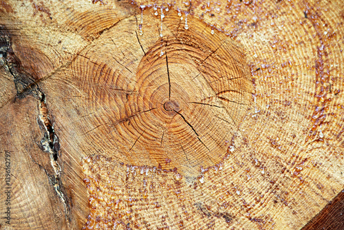 Wooden log showcasing resin droplets and growth rings in natural setting