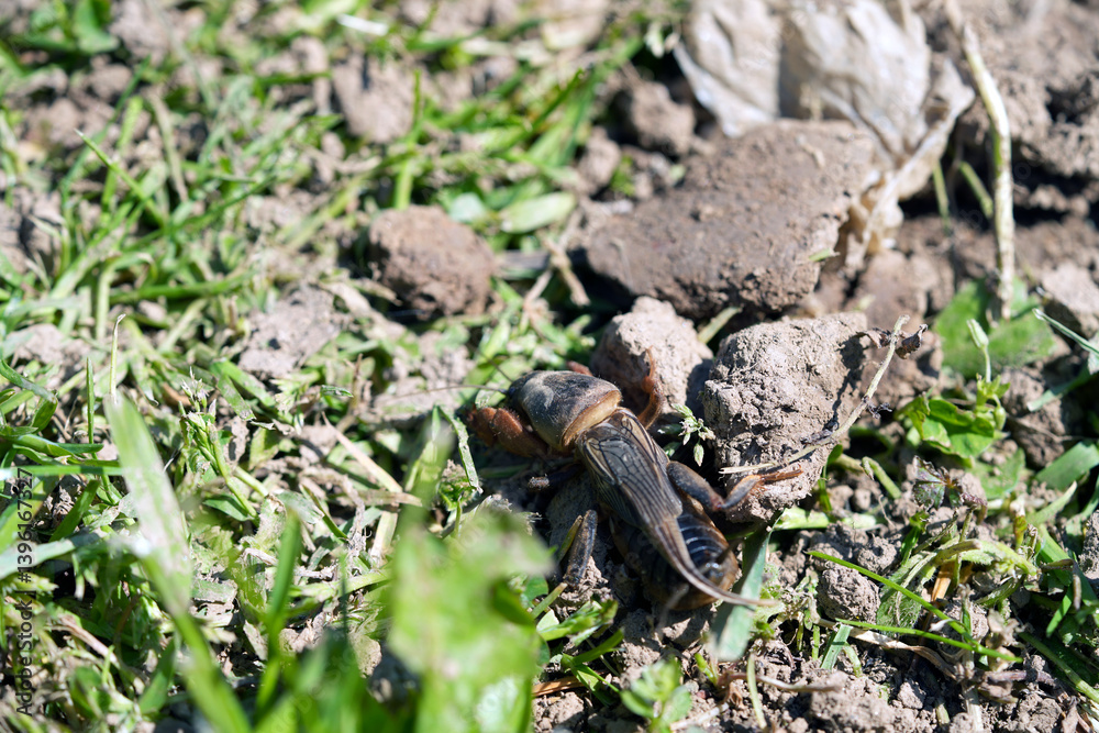 Naklejka premium mole cricket