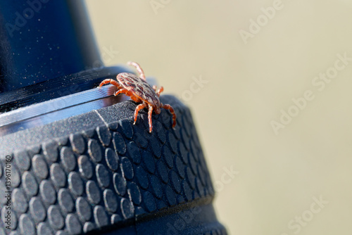 Tique (Dermacentor reticulatus) photo