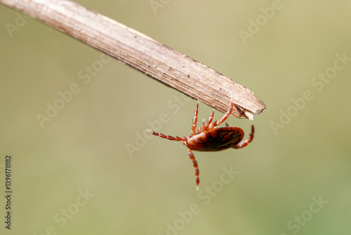 Tique (Dermacentor reticulatus) photo