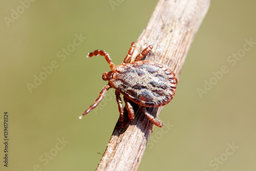 Tique (Dermacentor reticulatus) photo