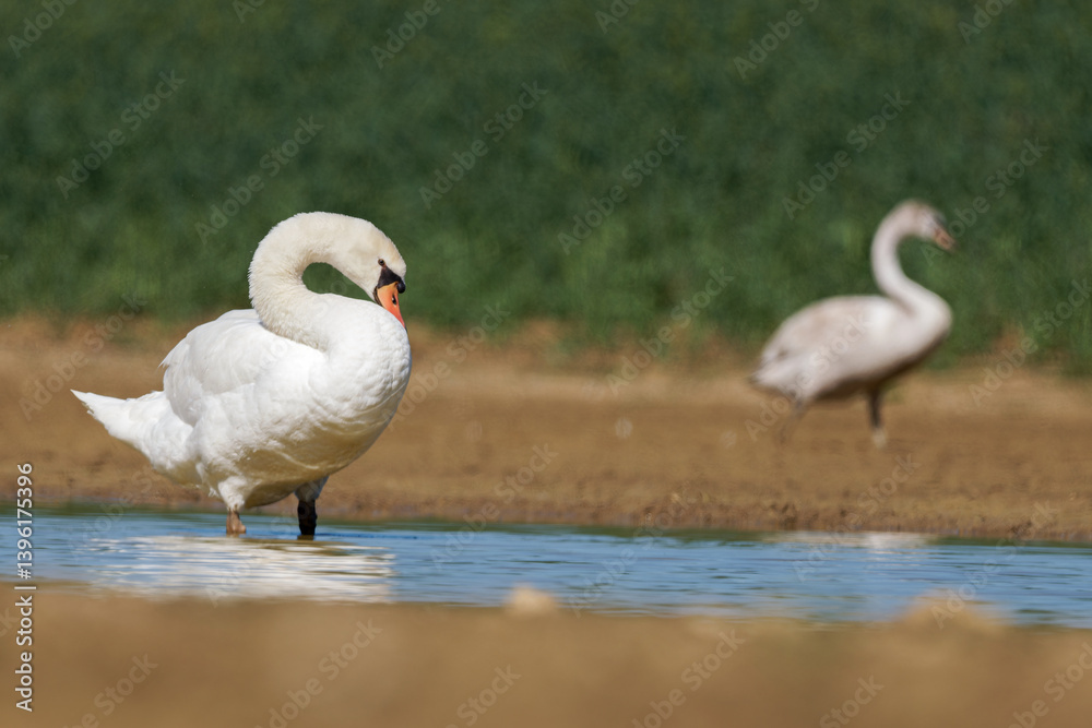 Cygne tuberculé (Cygnus olor) Cygne tuberculé (Cygnus olor)