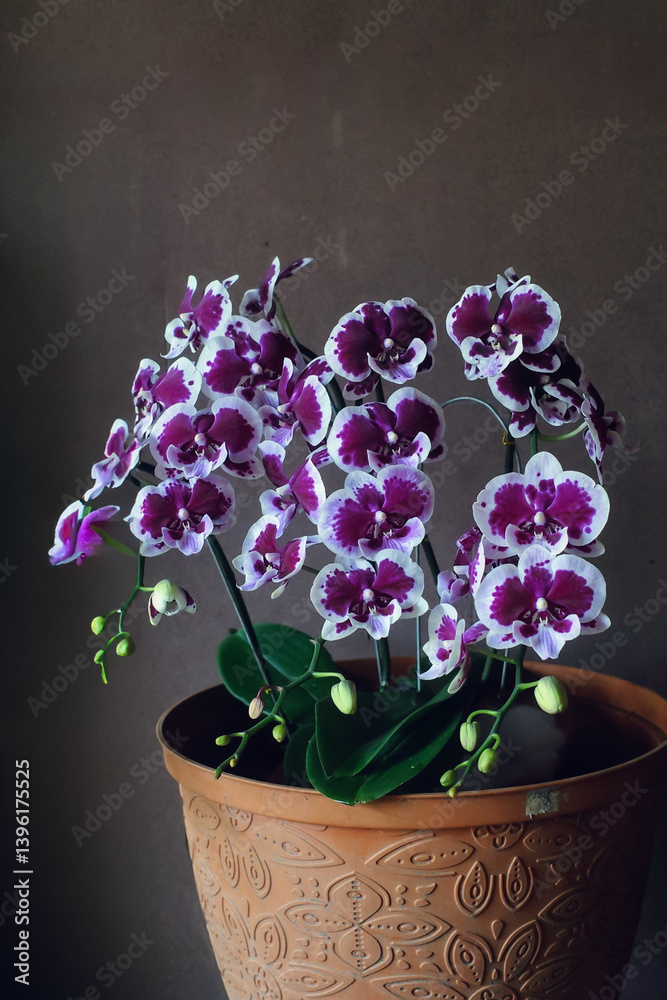 Naklejka premium orchid in a pot