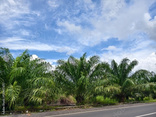 sky view with palm trees