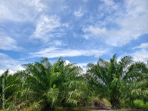 sky view with palm trees