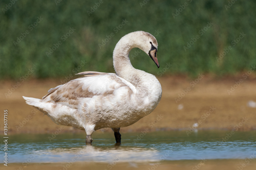 Fototapeta premium Cygne tuberculé juvénile (Cygnus olor) sur l’eau