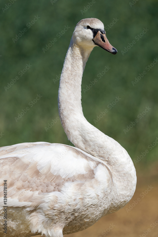 Fototapeta premium Cygne tuberculé (Cygnus olor)