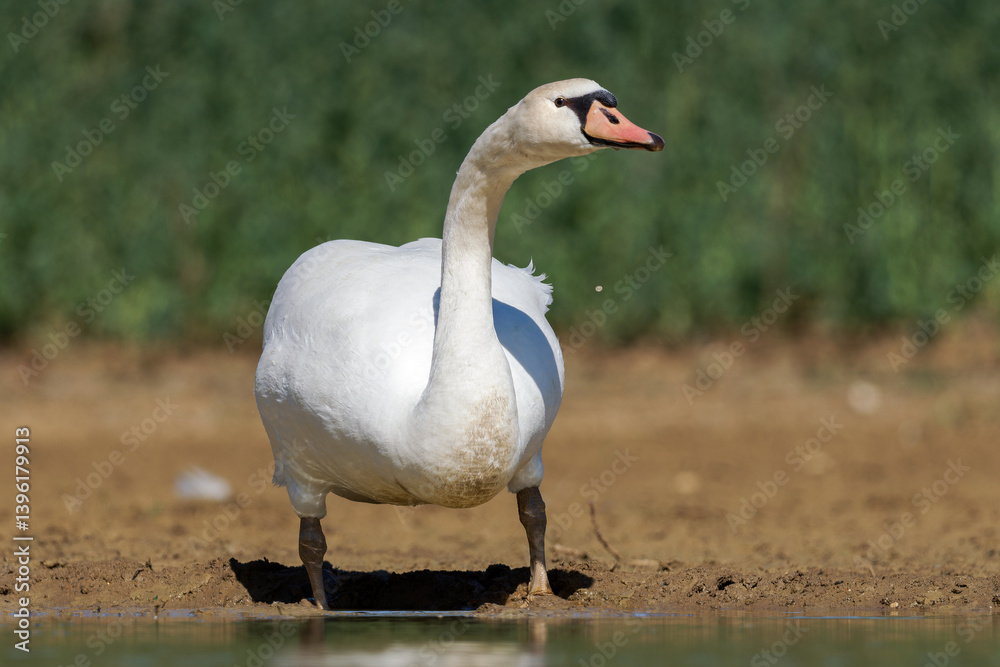 Obraz premium Cygne tuberculé (Cygnus olor)