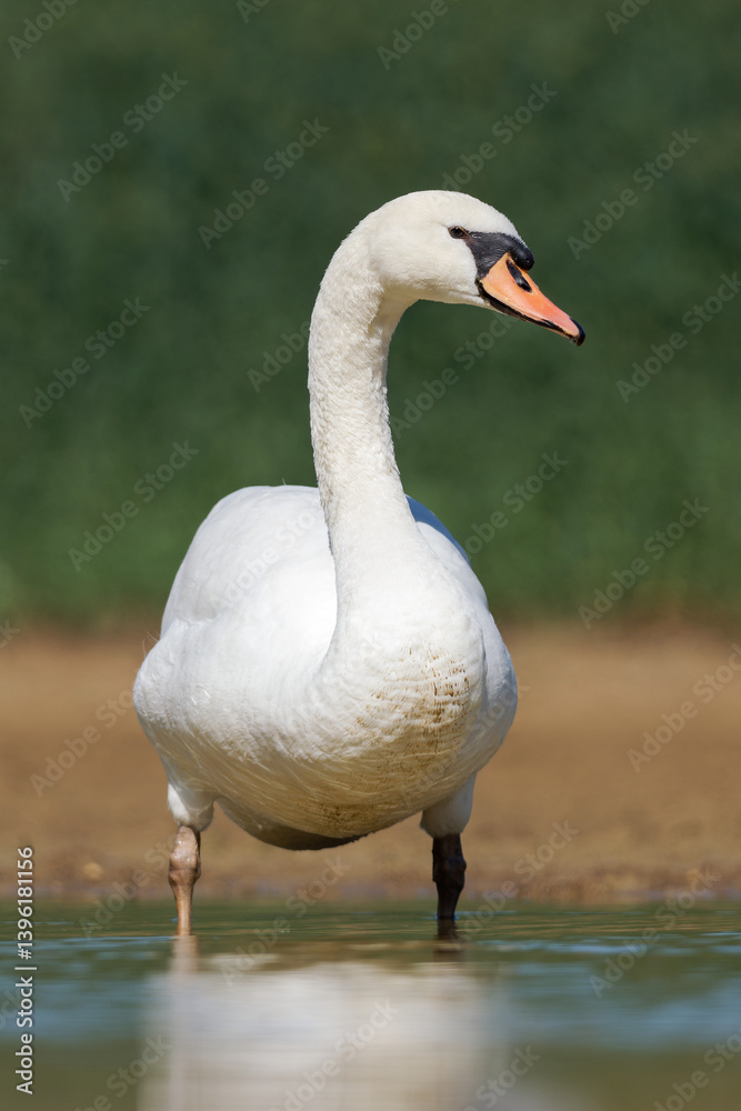 Fototapeta premium Cygne tuberculé (Cygnus olor)