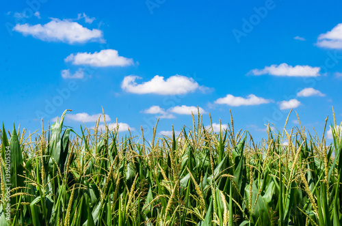 Dettaglio di un campo di mais con il cielo azzurro e piccole nuvole bianche sullo sfondo in una giornata estiva di sole