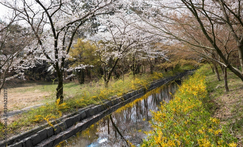 Fototapeta premium 화순 세량지 가는 길 소공원에 핀 노란 개나리꽃