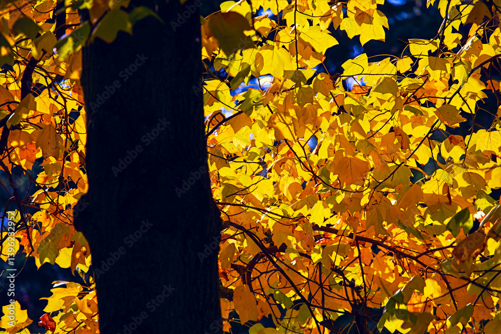Tree trunk with vibrant yellow leaves in the background, suggesting beauty of autumn. Contrast between the dark, textured bark and the warm, golden foliage creates a striking visual harmony