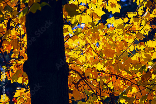 Obraz na płótnie Tree trunk with vibrant yellow leaves in the background, suggesting beauty of autumn. Contrast between the dark, textured bark and the warm, golden foliage creates a striking visual harmony w salonie