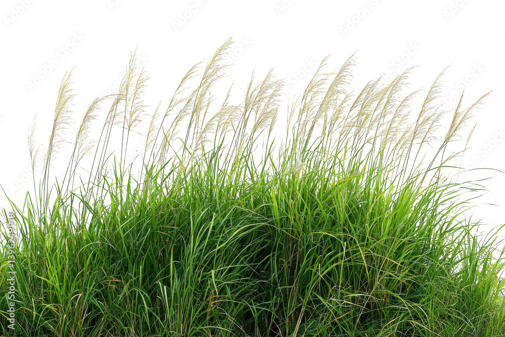 Fototapeta premium Patch of vibrant green grass and feathery plumes