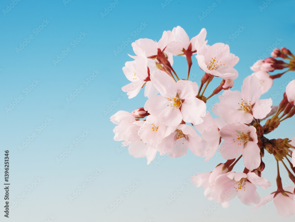 桜 イメージ 桜 イメージ