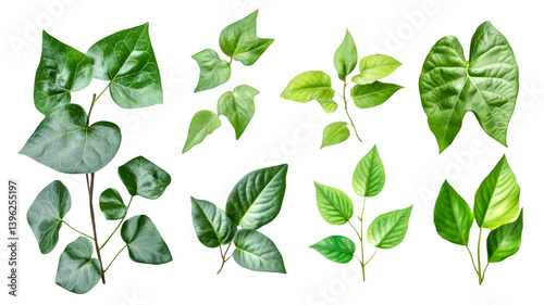 Wallpaper Mural Vibrant Green Leaves Collection Nature Botany Beauty Torontodigital.ca