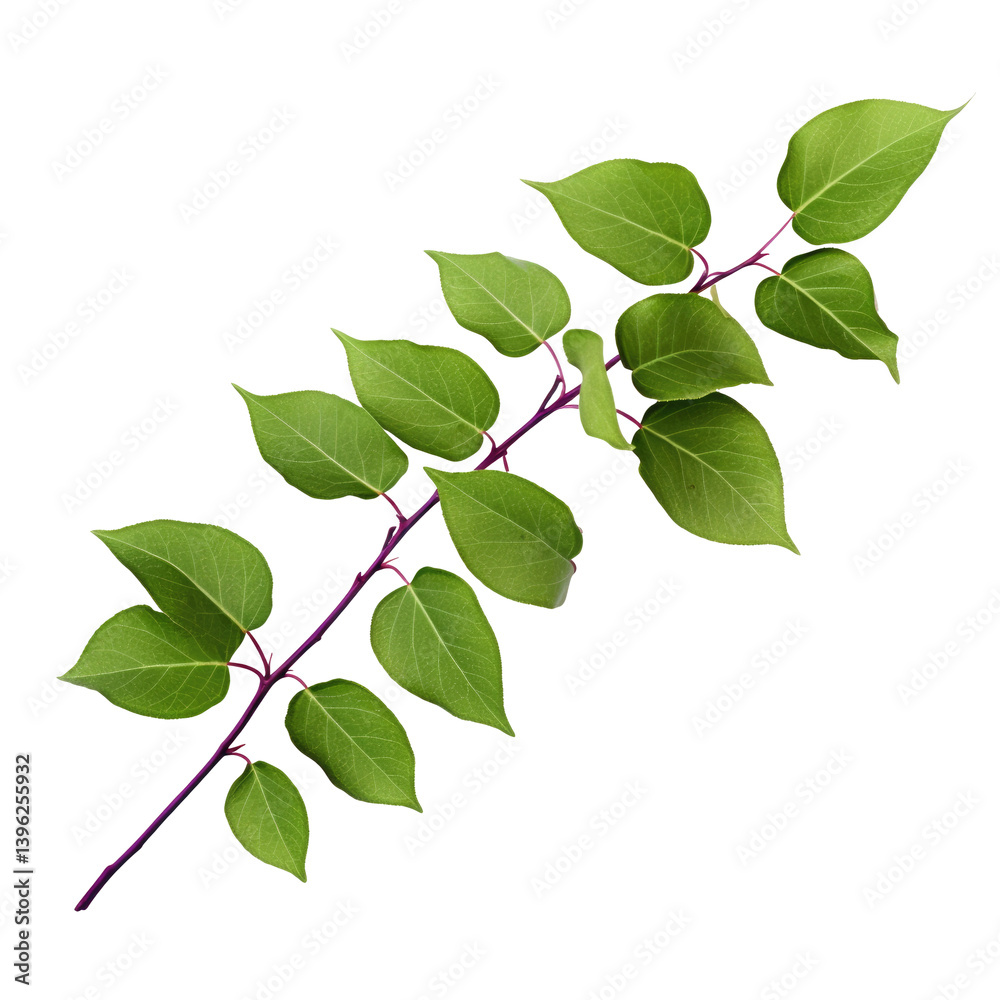 Lilac Branch Image on transparent background Lilac Branch Image on transparent background
