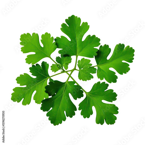 Wallpaper Mural Coriander Leaves Isolated On Transparent Background, Generative AI Torontodigital.ca