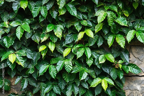 Vibrant Coffee Plant Foliage on Rustic Stone Wall Full Pattern