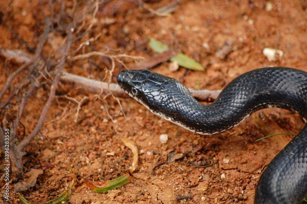 Rat Snake Elaphe obsoleta Pantherophis alleghaniensis Rat Snake Elaphe obsoleta Pantherophis alleghaniensis