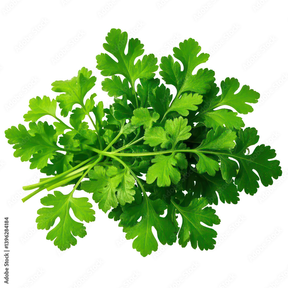 Coriander Leaves Isolated On Transparent Background, Generative AI Coriander Leaves Isolated On Transparent Background, Generative AI