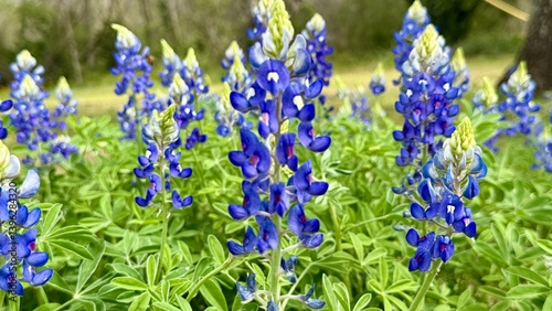 Fort Parker State Park, Texas, USA - best nature HD pics photo