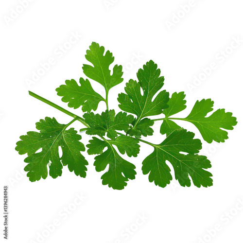Wallpaper Mural Coriander Leaves Isolated On Transparent Background, Generative AI Torontodigital.ca