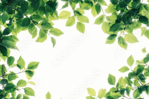 Wallpaper Mural Fresh green leaves framing a bright isolated on white background Torontodigital.ca