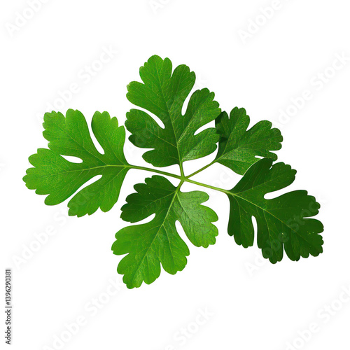 Wallpaper Mural Coriander Leaves Isolated On Transparent Background, Generative AI Torontodigital.ca