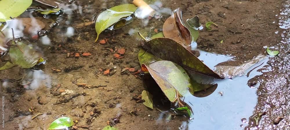 Beautiful green leaves of a plant on the waterHermosas hojas verdes de una planta sobre el agua(15).