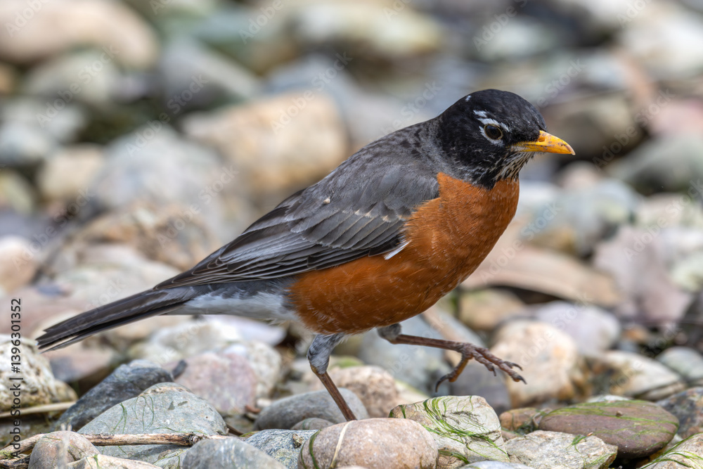 American robin standing in the rocks of a dry stream. American robin standing in the rocks of a dry stream.