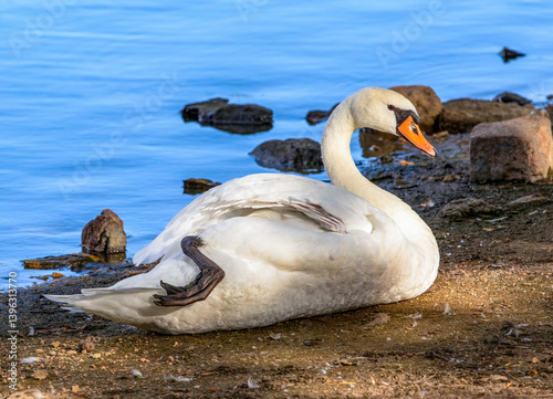 Fototapeta Naklejka Na Ścianę i Meble -  A Mute Swan in soft light resting on the ground by the side of a lake with its foot and leg visible.