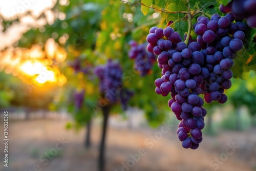Wallpaper Mural A close-up view of luscious purple grapes dangling from the vine in a vineyard at sunset, perfectly ripe and awaiting harvest. The golden glow of the setting sun bathes the grapes, enhancing the beau Torontodigital.ca