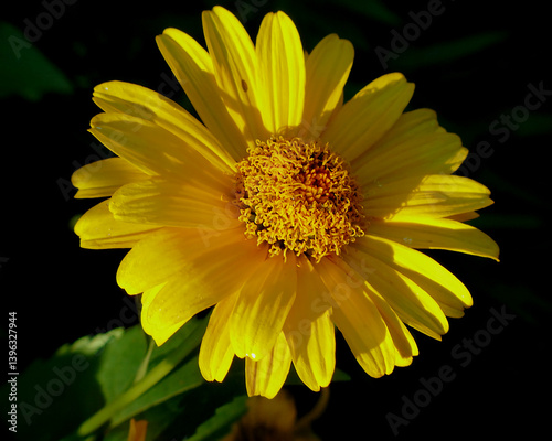 Sonnenbraut mit KI erstellt+bearbeitet