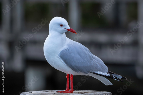 Silver Gull (Chroicocephalus novaehollandiae), Narooma, NSW, August 2024