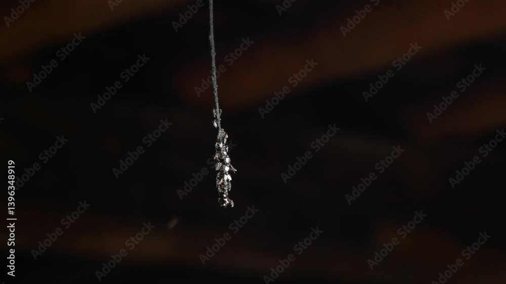 small trigona insects or bees gather on strings small trigona insects or bees gather on strings