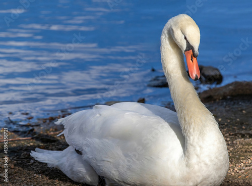 Fototapeta Naklejka Na Ścianę i Meble -  A beautiful Mute Swan observed at close range while resting by the shore of a lake in soft light.