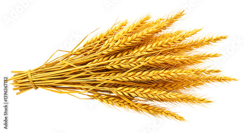 A bundle of golden wheat stalks tied together with a string on a black background in a studio shot