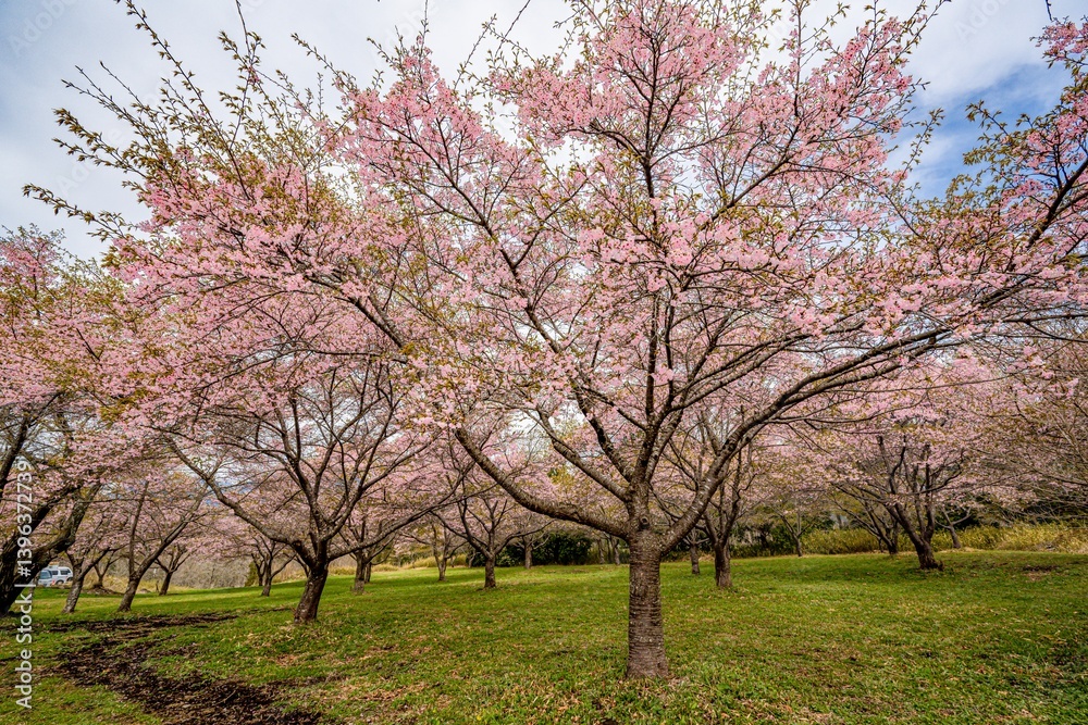 長湯温泉の大漁桜 長湯温泉の大漁桜