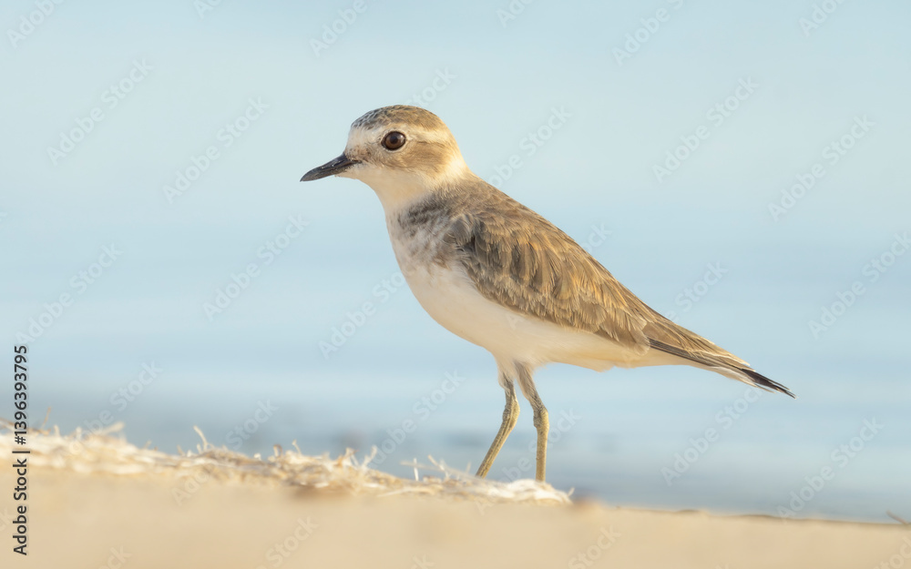 A wild double-banded plover (Charadrius bicinctus) standing on a beach in warm soft light with blurred ocean background, Australia