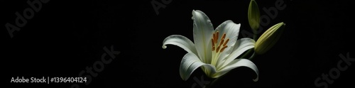 Pure white lily, stark contrast against black background, visual, photography