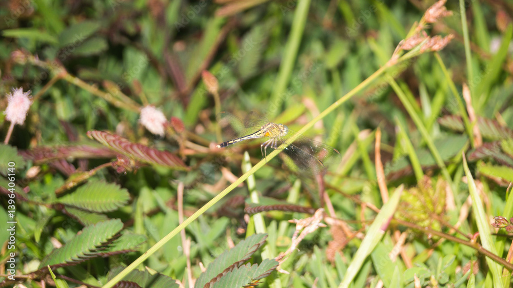 A photograph of a dragonfly. Taken during the day in Las Piñas, Metro Manila, Philippines. A photograph of a dragonfly. Taken during the day in Las Piñas, Metro Manila, Philippines.