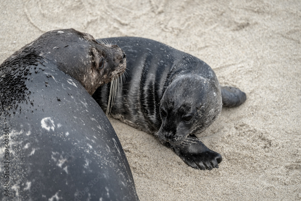 Baby Seal Interacts With Mother On Beach