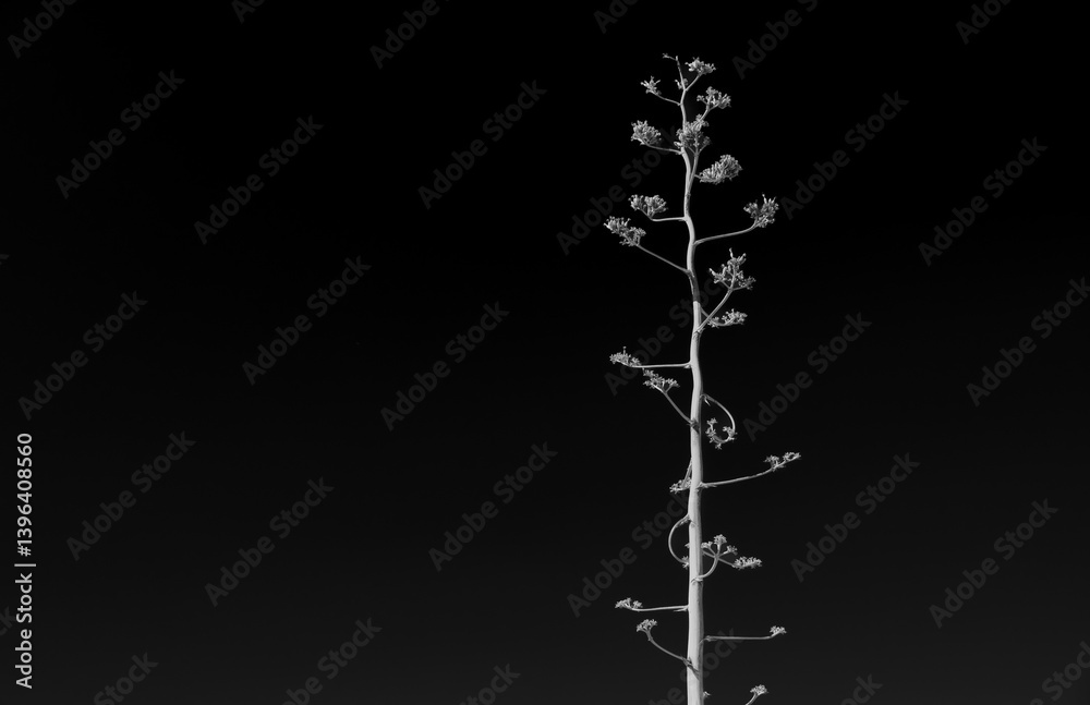 Black And White of Blooming Yucca Stalk Against Dark Sky