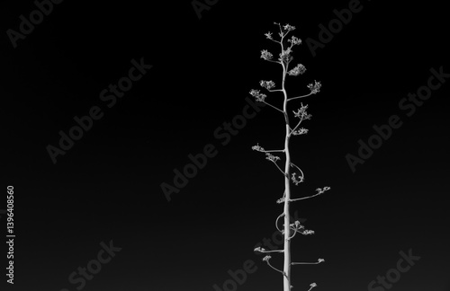 Obraz na płótnie Black And White of Blooming Yucca Stalk Against Dark Sky w salonie