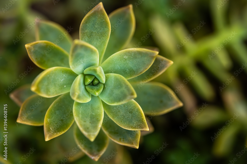 Bright Green Color of Echeveria Growing In The Desert