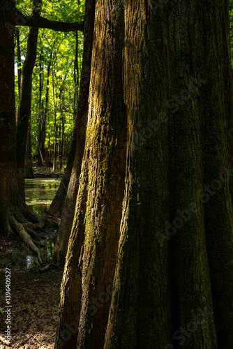 Obraz na płótnie Contrasting Light and Shadows on Cypress Tree Trunks w salonie