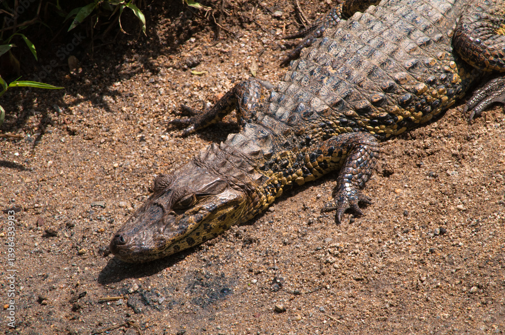alligator in the everglades alligator in the everglades